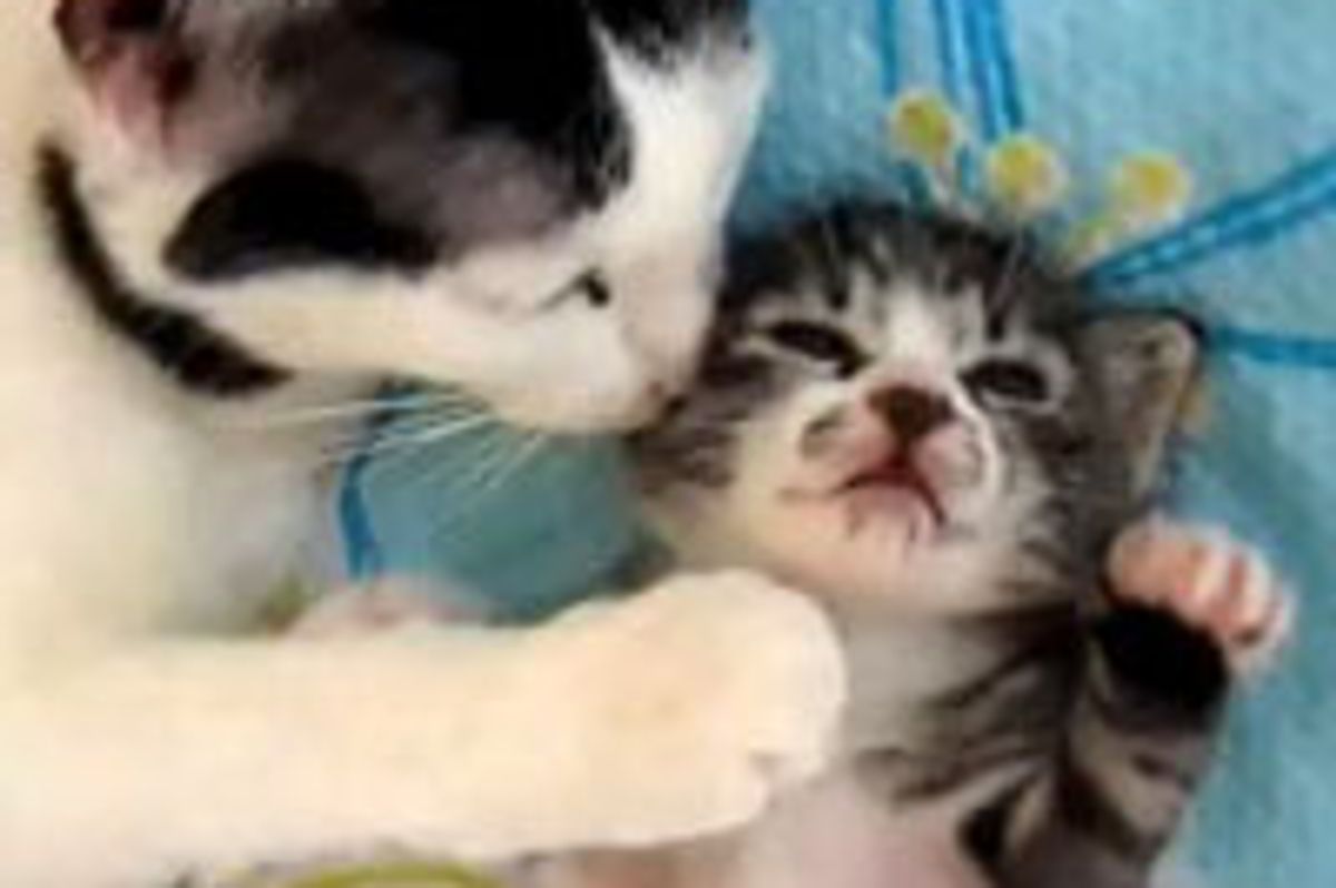 Cat Mama Comforts Sleeping Baby