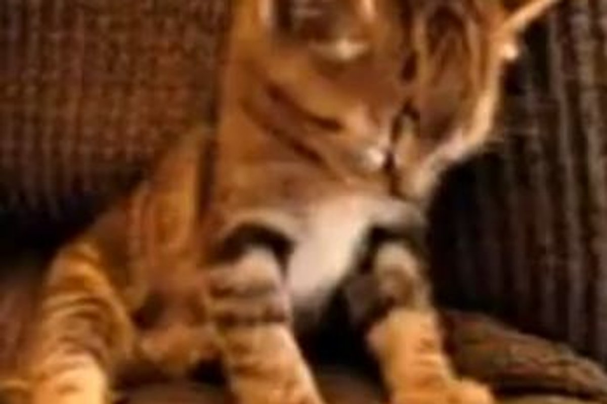 Sleepy Kitty Can't Stay Awake