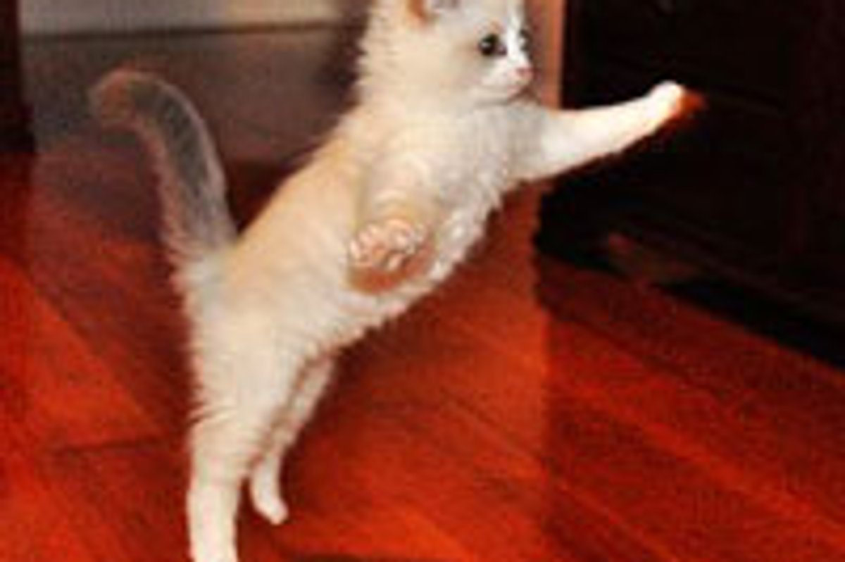 I Believe I Can Fly