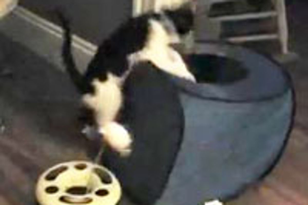 Jumping Cube Kitty