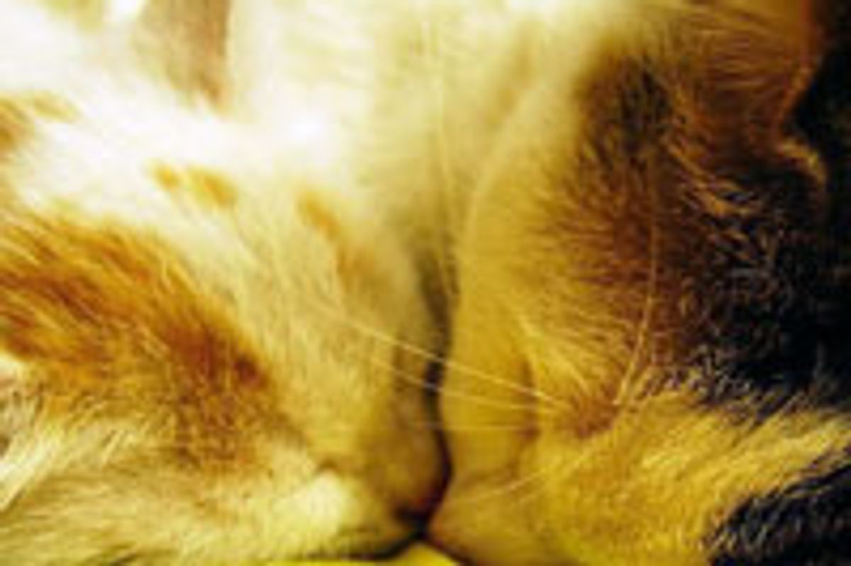 A Brother from a Different Litter