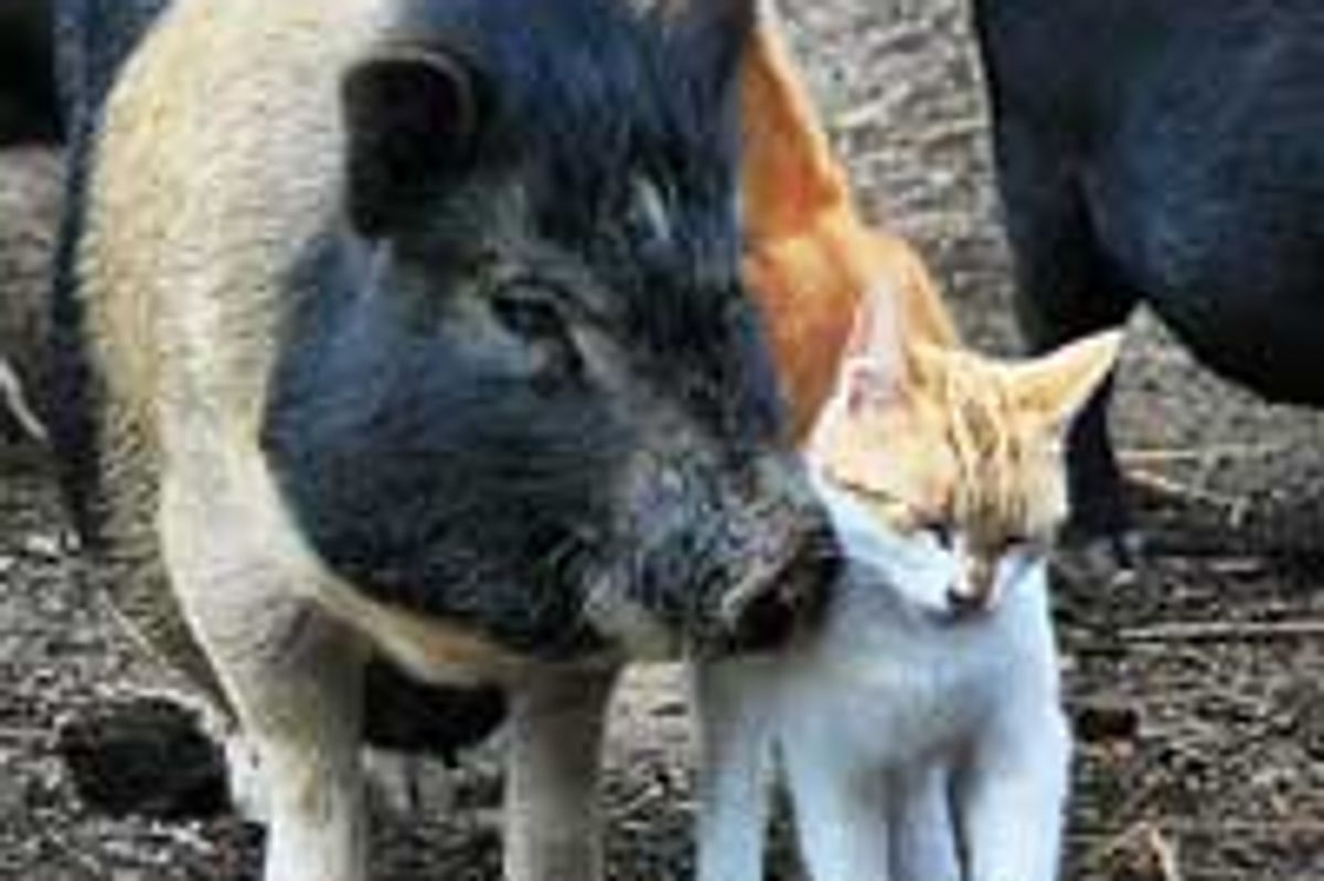 Kitty and Piggy, Best of Friends