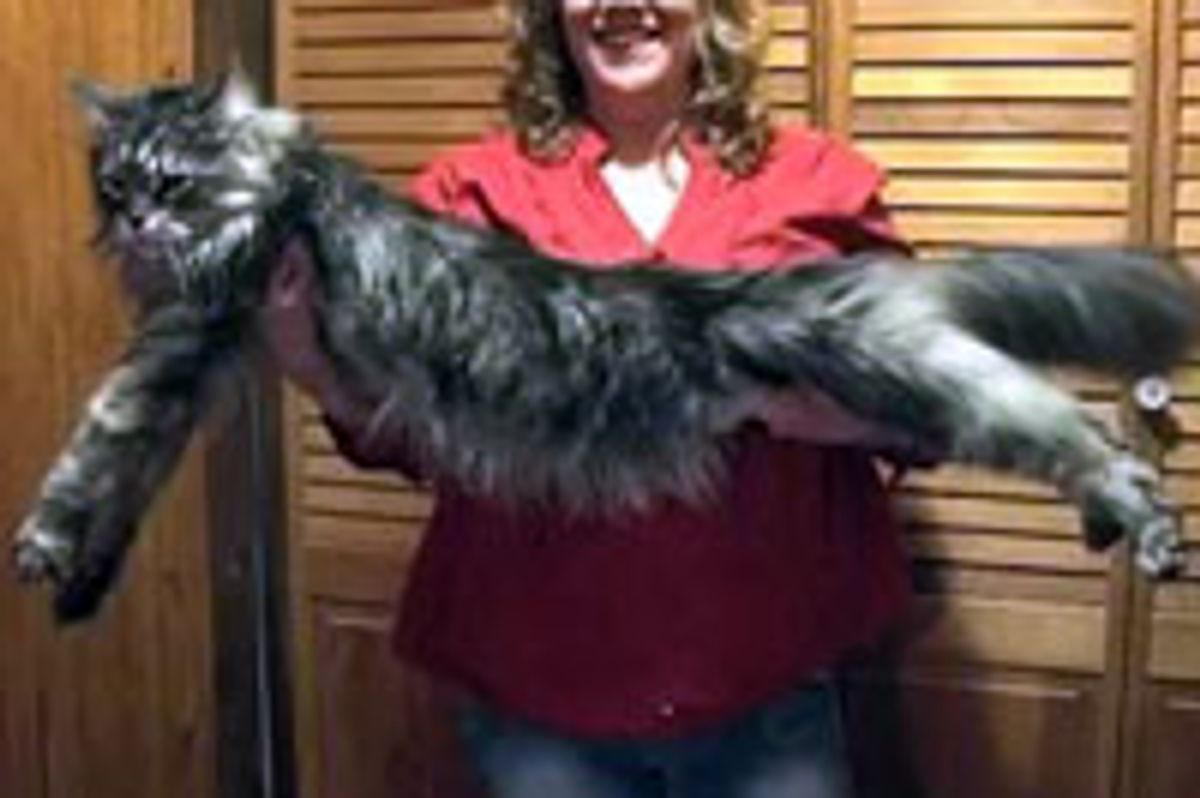 Stewie the World's Longest Cat