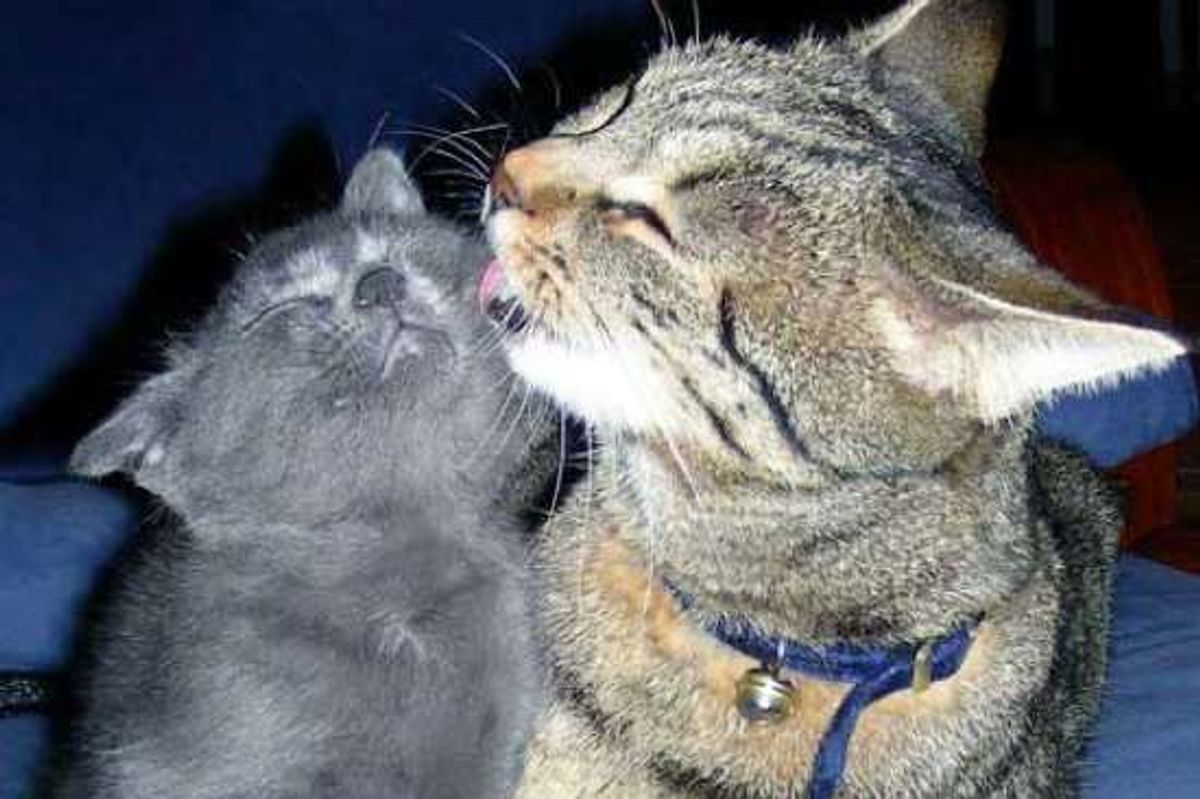 These Friends Are Inseparable