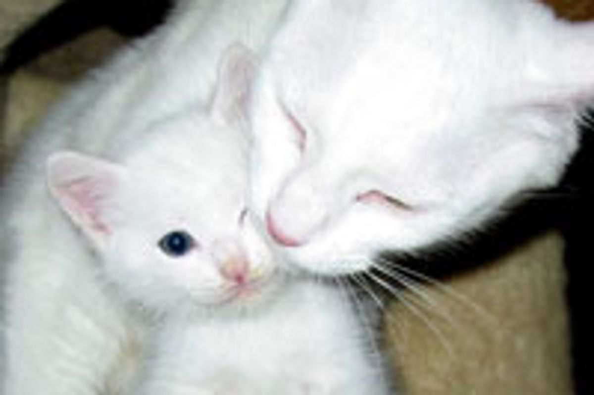 Betsy the Loving Snow White Cat Mama