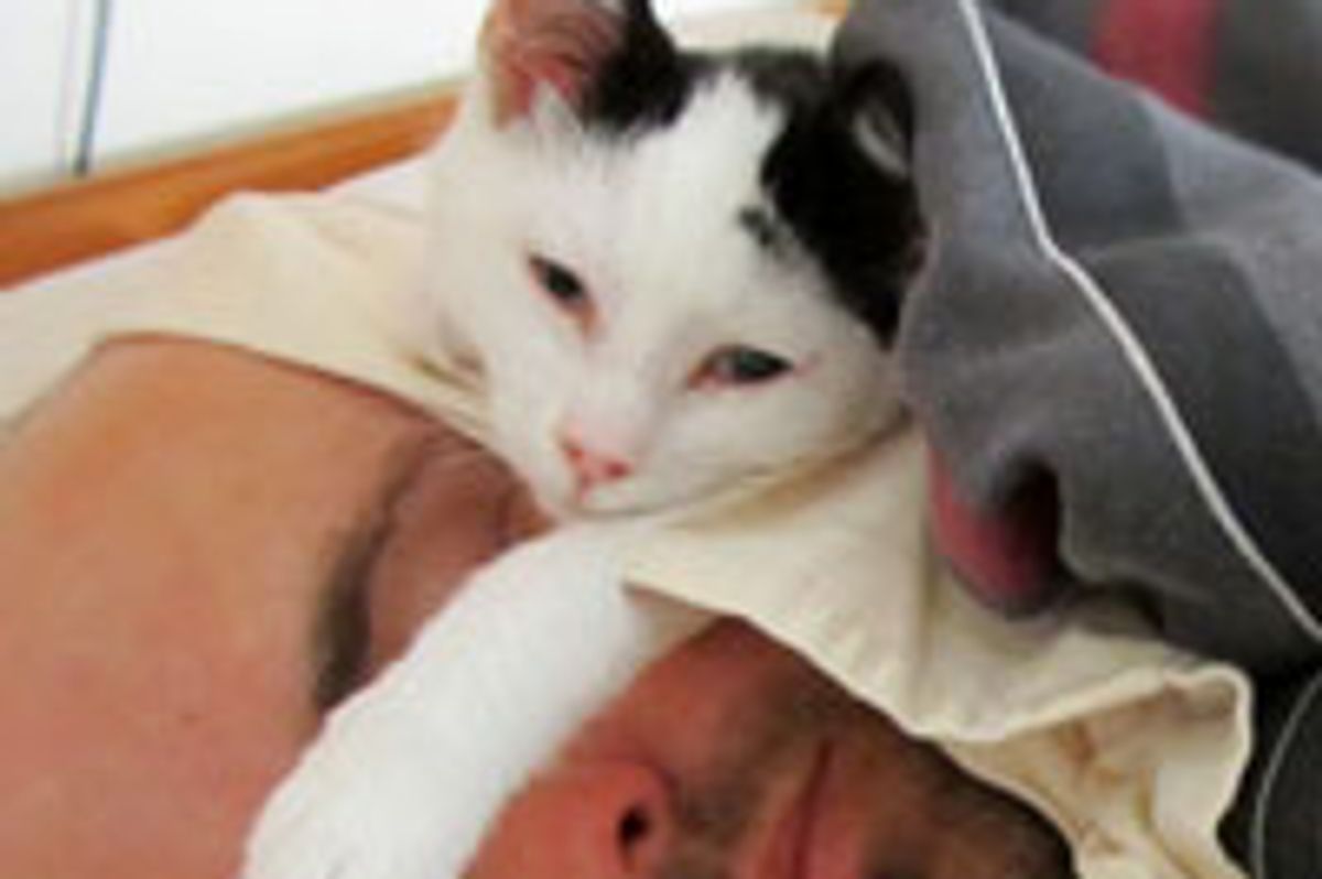 Cowbert the Kitty and His Favorite 'Pillow'