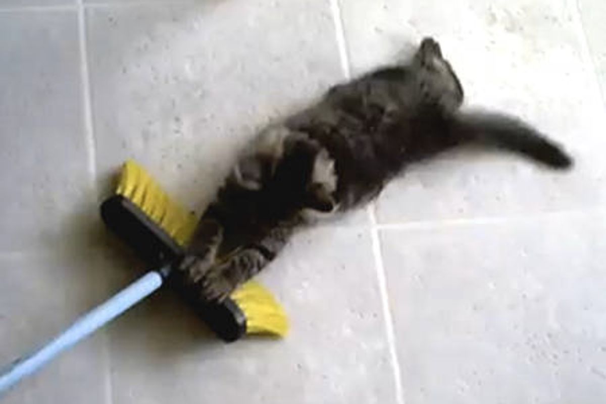 Kitty Taking a Broom Ride