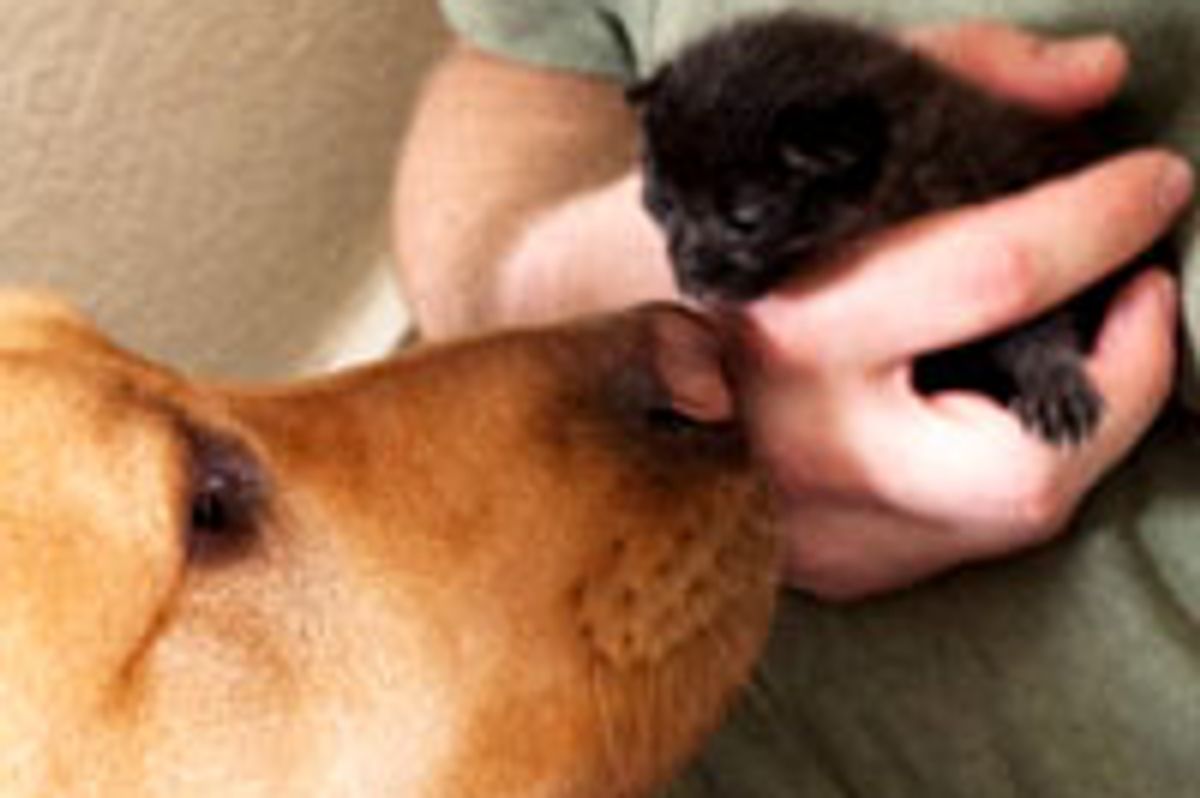 Tiny Black Kitten Found Canine Brother