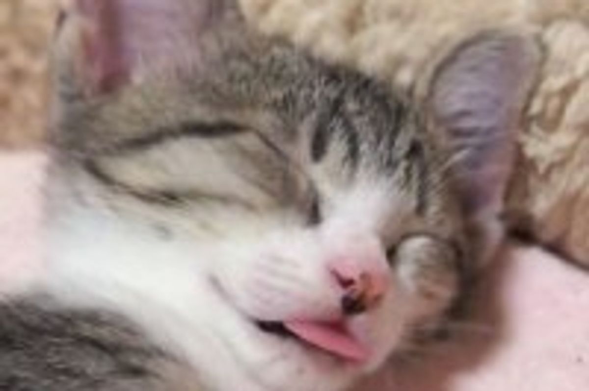 Sleepy Kitty Forgot to Put Tongue Away