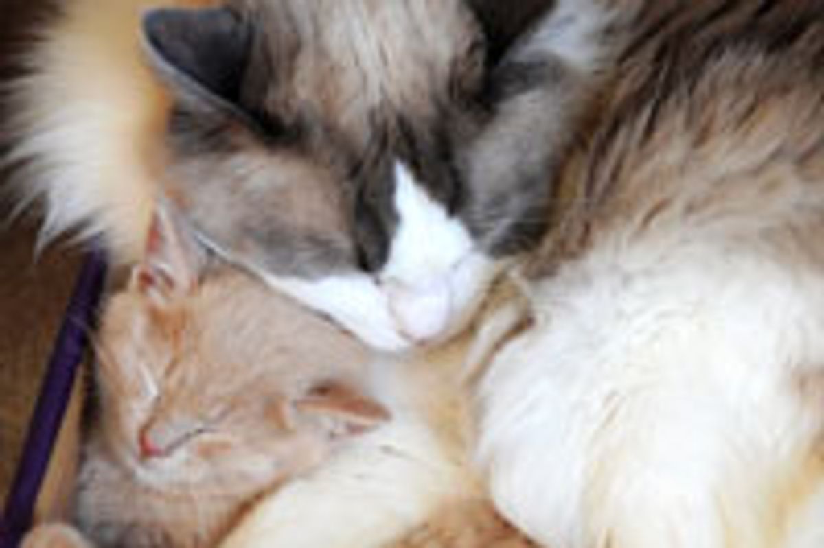 Dexter the Cat Gives Love and TLC to Little Foster