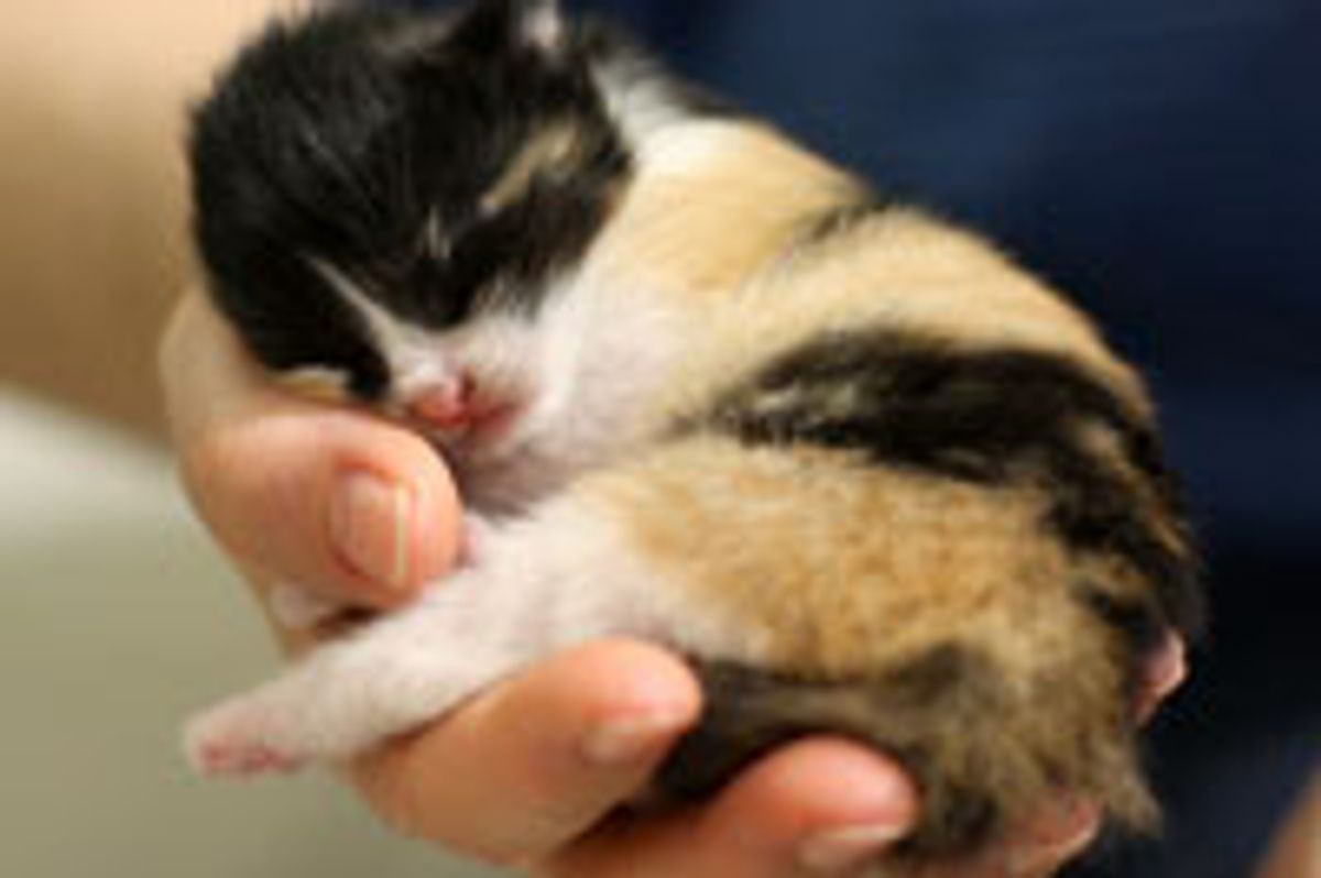 Itty Bitty Calico, Bundle of Cute