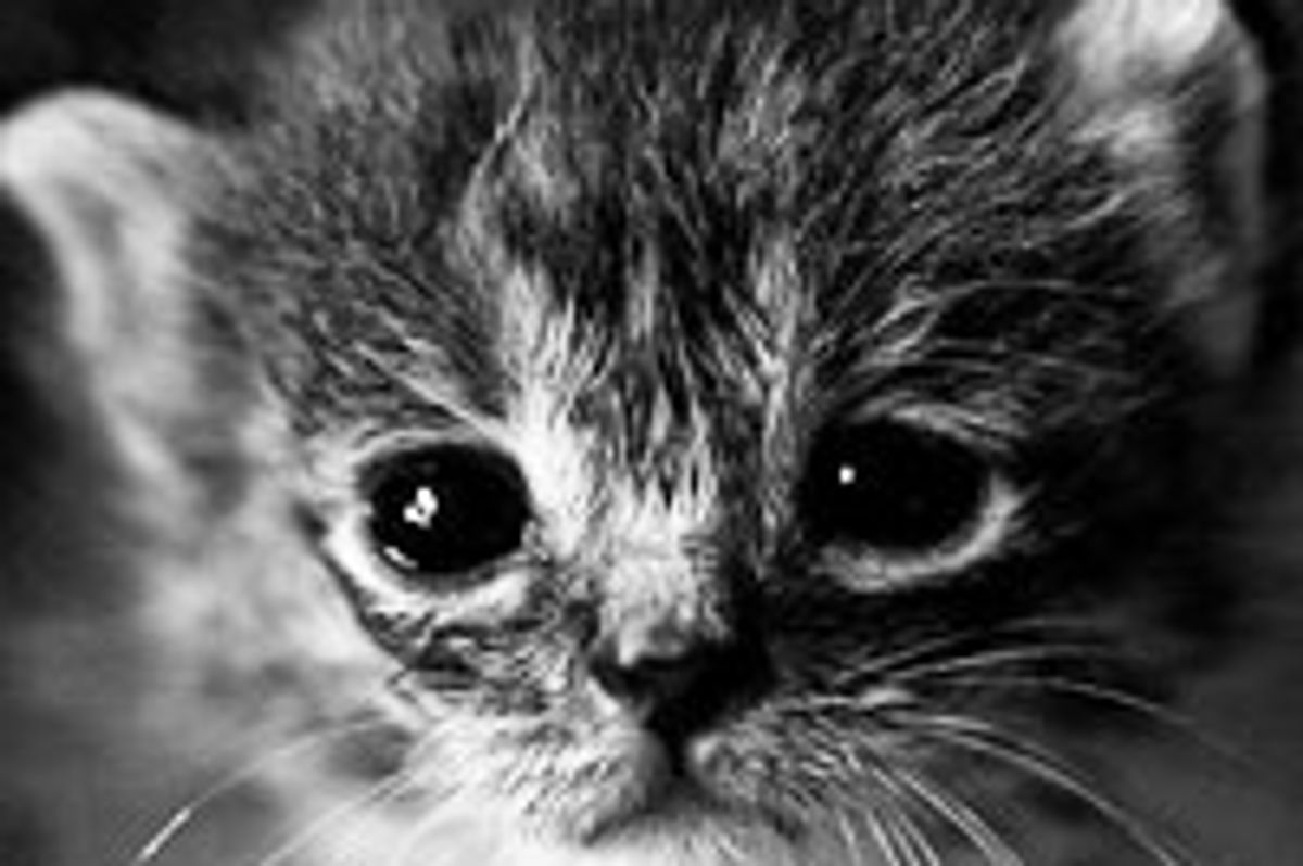 Kitten from Hopeless to Hopeful