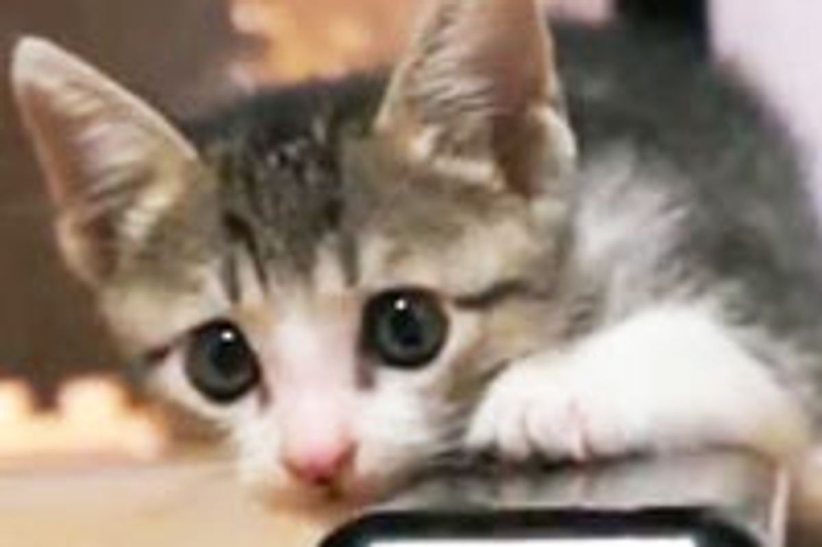 Happy Life of a Rescue Kitty