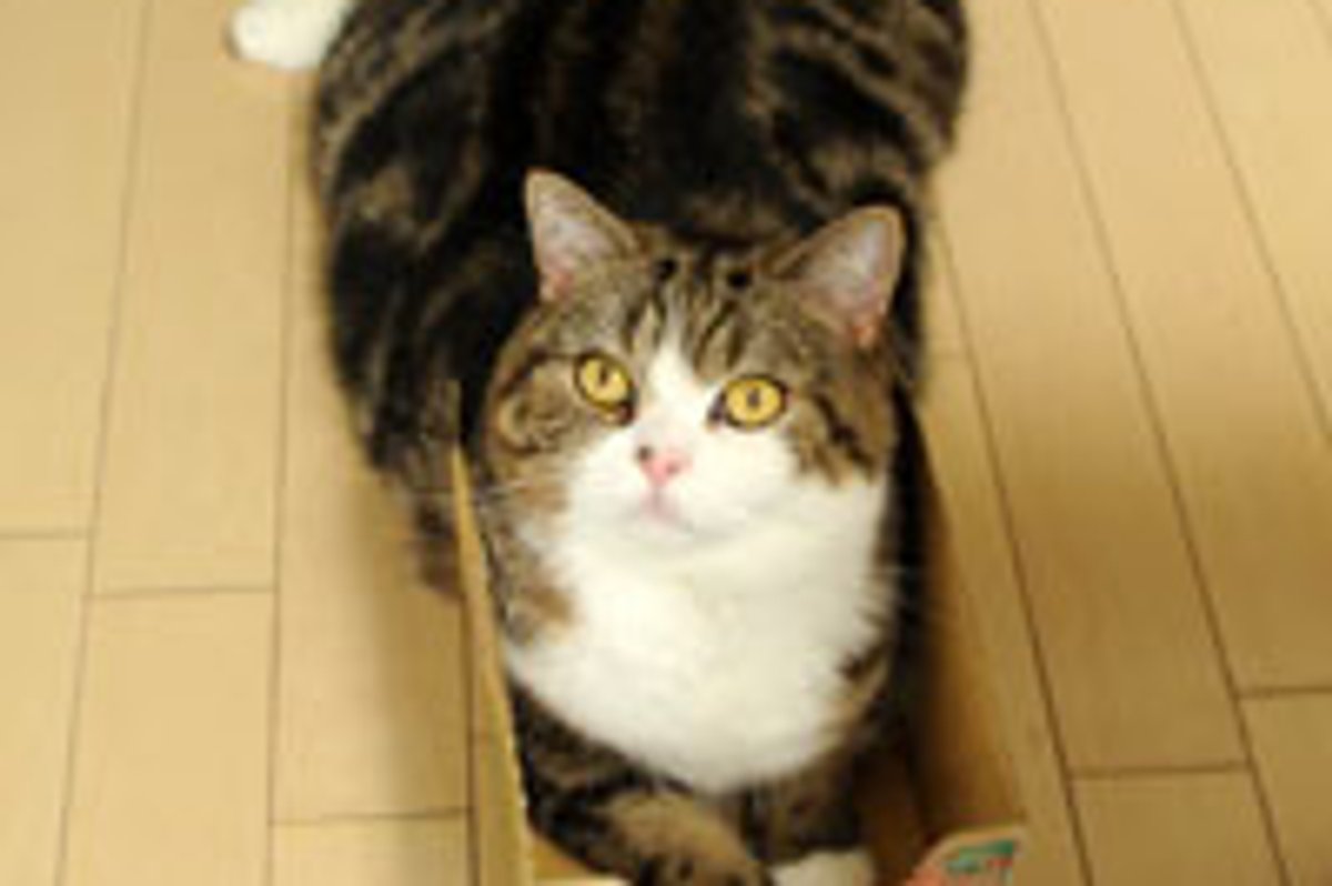 Maru Becomes Invincible in His Box
