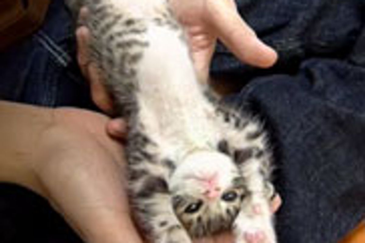 Tiny Kitten Stretches Her Way into Big Kitty, Then and Now