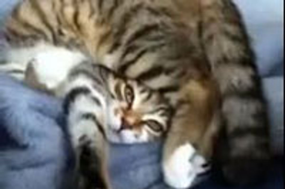 Kitty Contorts into a Pretzels
