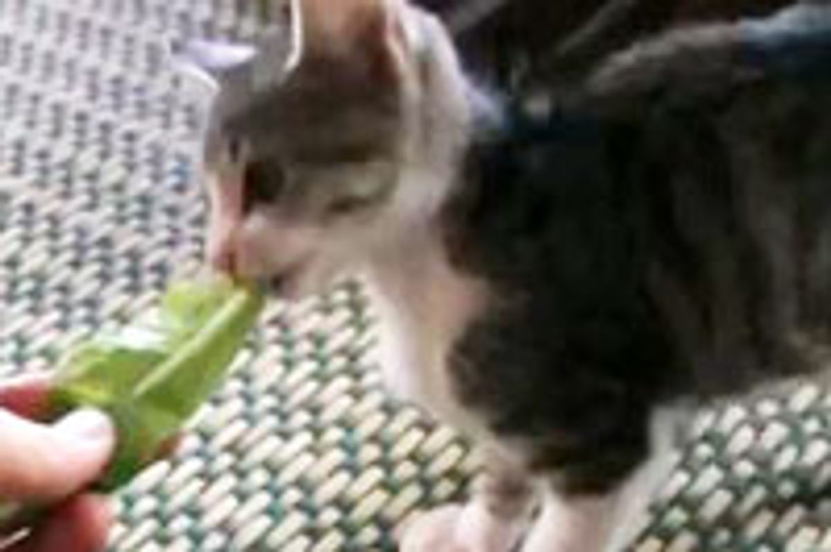 Kitty Loves Lettuce
