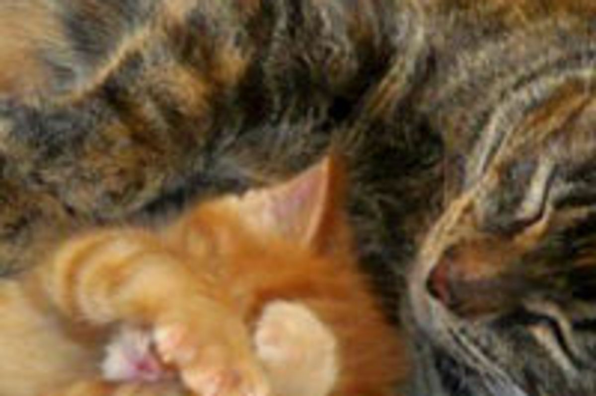 Story of a Loving Mama Cat and Her Only Son
