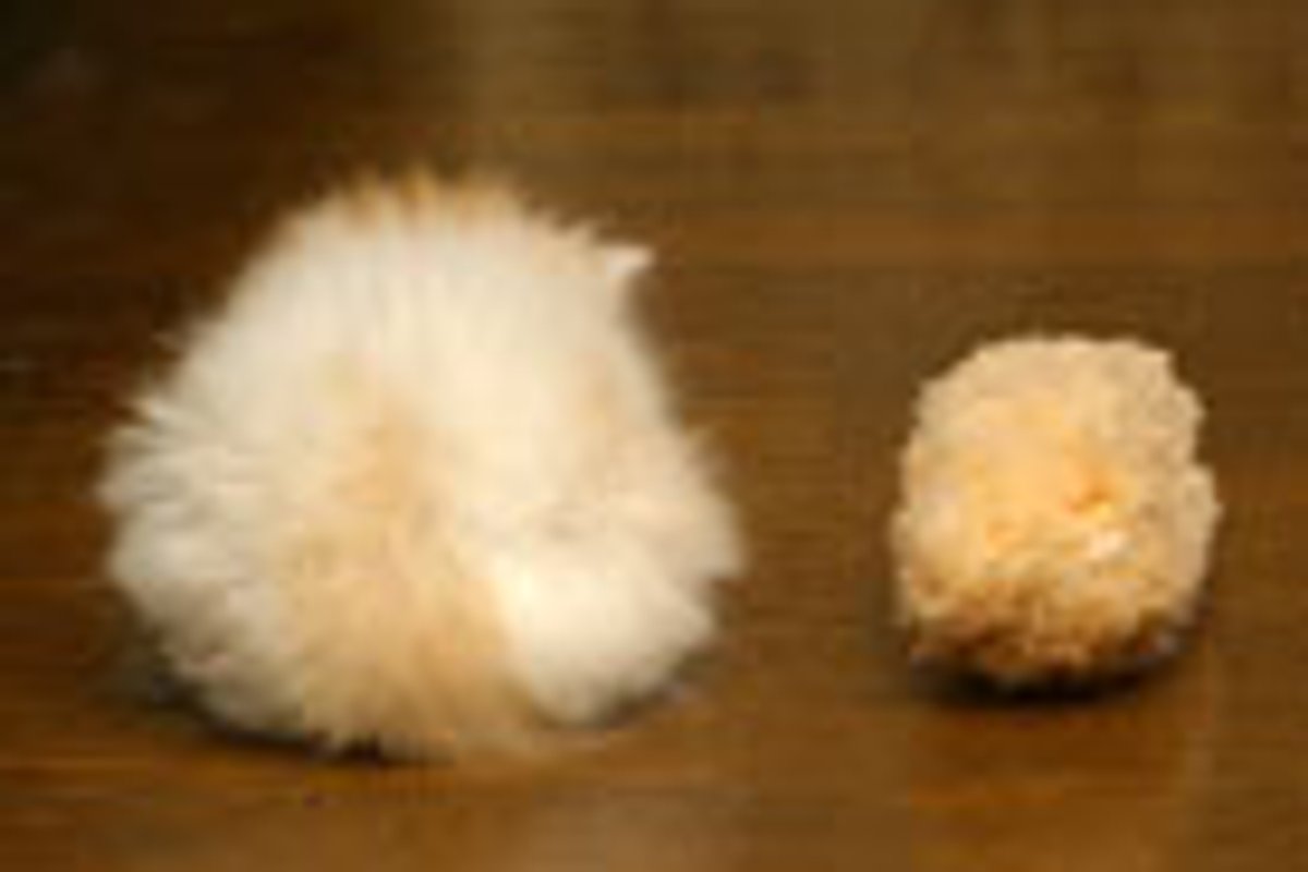 Kitty Turns into Ball of Fluff
