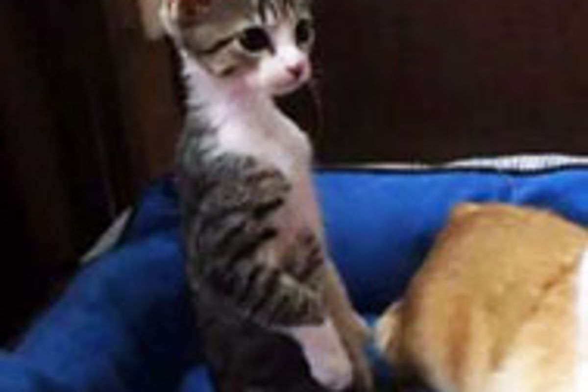 Kitty Standing Up While Doggie Chillin'