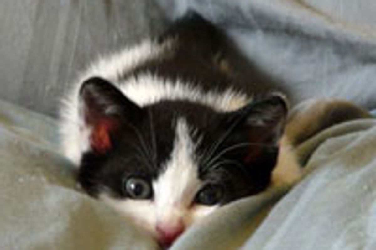 Little Tux Kitten Hiding from Big Kitty