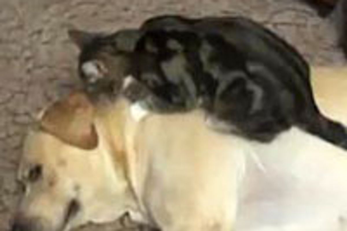 Kitty Giving Doggie Some Love