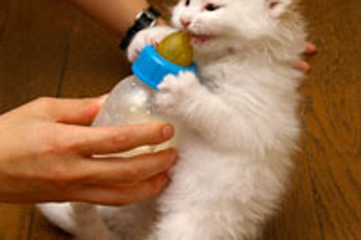 Kitty Loves Bottle