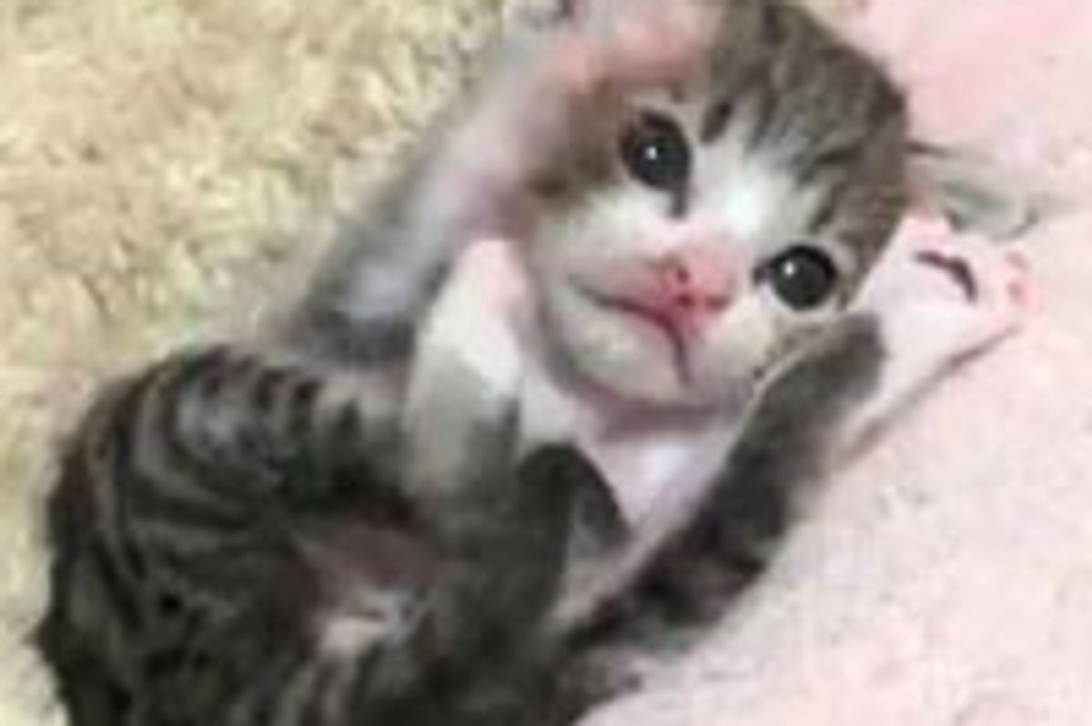Sweetest Bathing Kitty