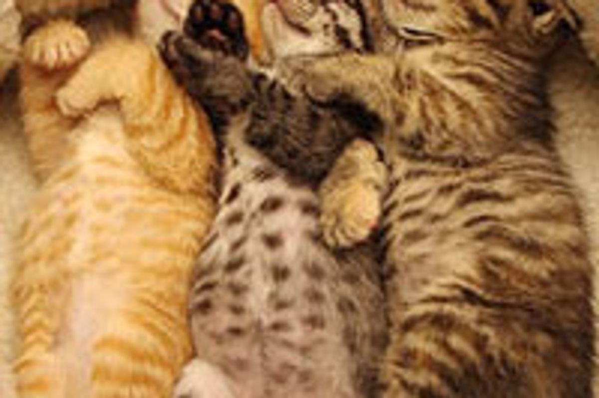 Warehouse Kitties and Synchronized Nap