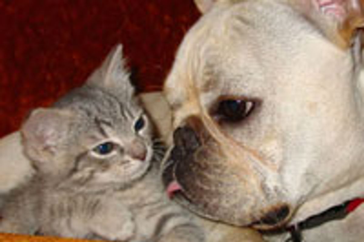 Best Kitty and Doggie Buddies