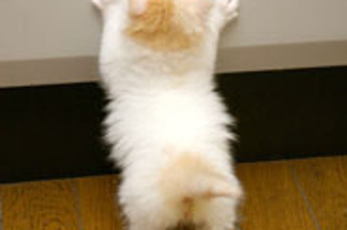 Kitty Grows Up Tall & Strong, Then & Now