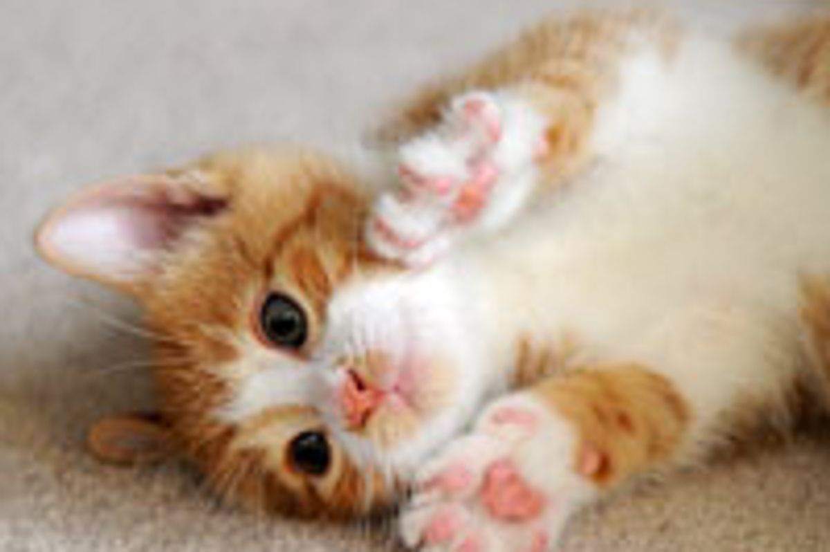 Dash, Mr. Purrsonality