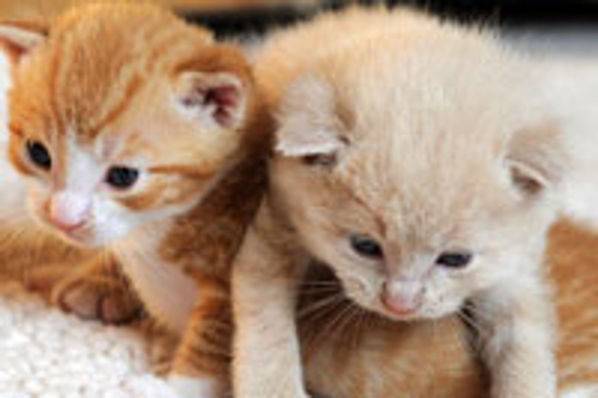 Two Tiny Fuzzballs Ready for Next Adventure