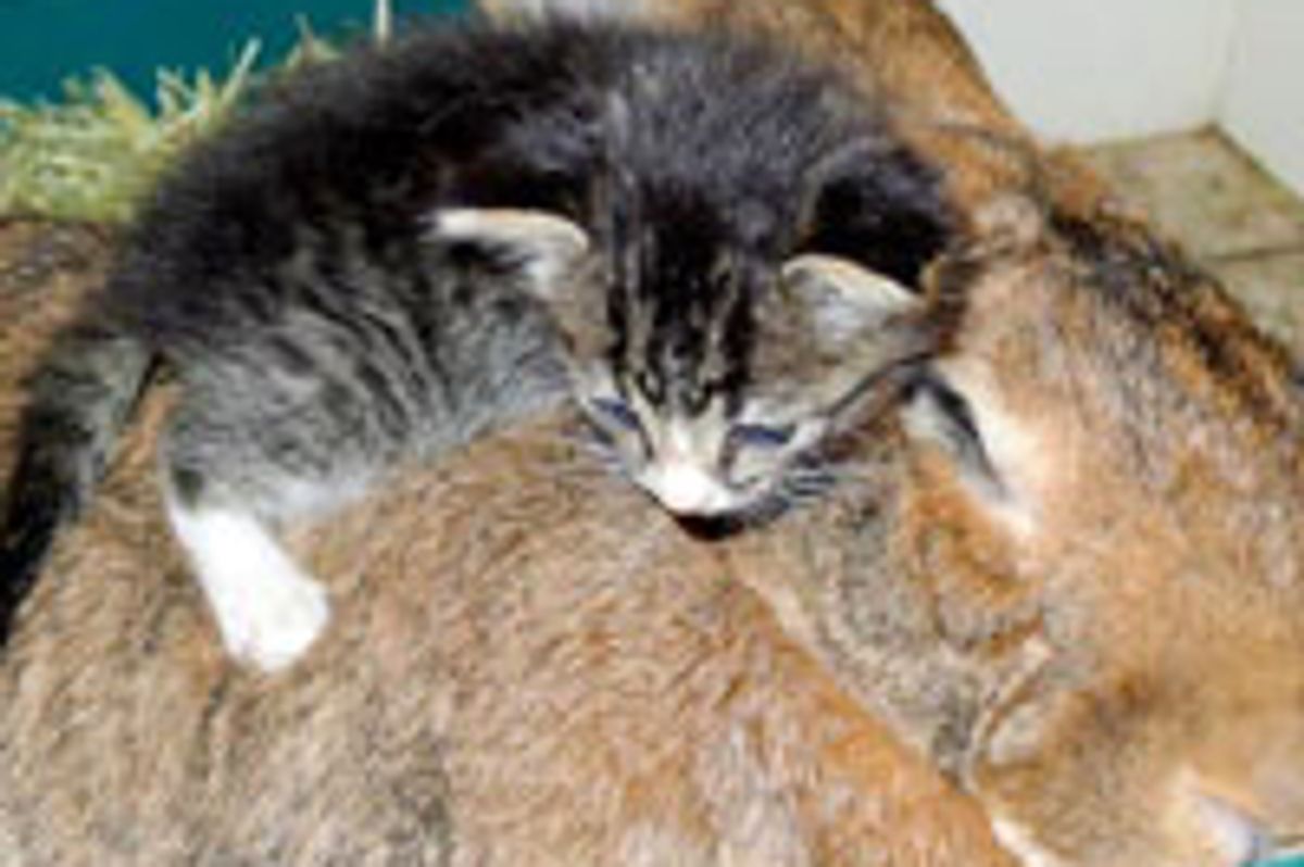 Kitten Cuddling Her Bunny Surrogate Mom