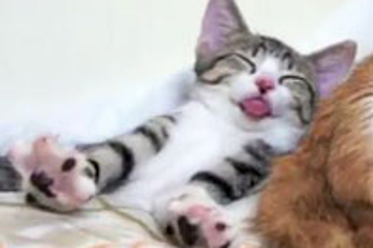 Sleepy Kitty Forgets to Put Tongue Away