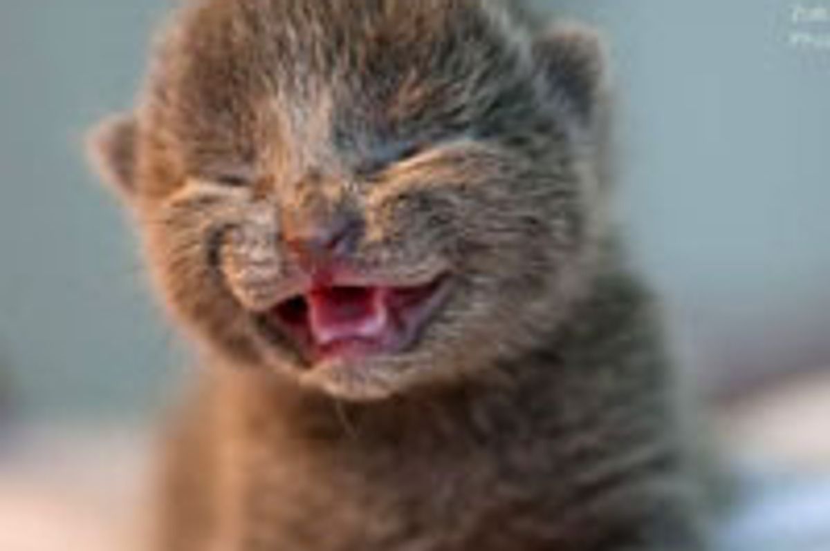 Teeny Tiny Grey Fuzzball