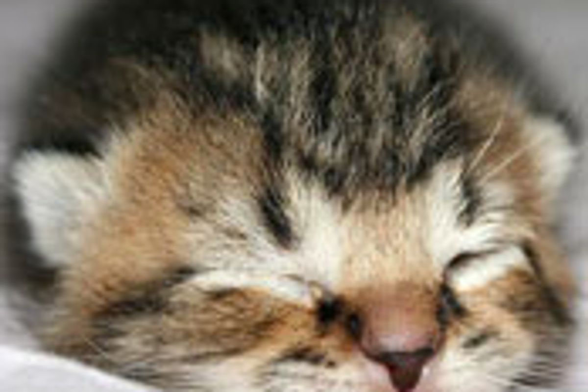 Itty Bitty Fuzzball, a Real Fighter