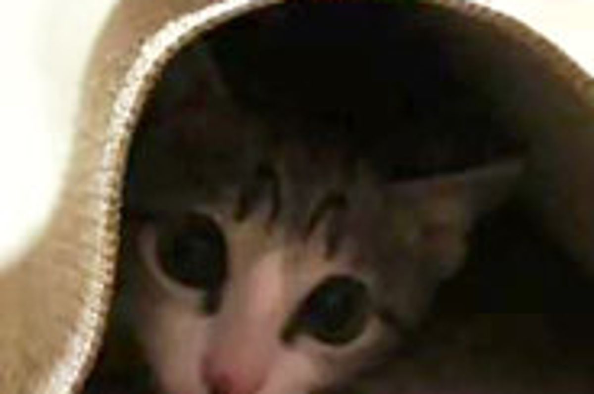 Hidey Kitty Under a Mat