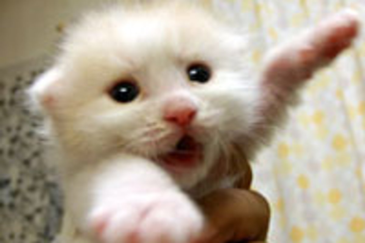Hug Pawese!