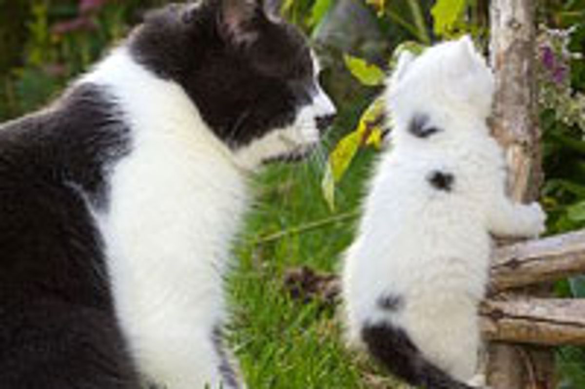 Jack the Blind Kitty Adopts Little Rescue Kitten