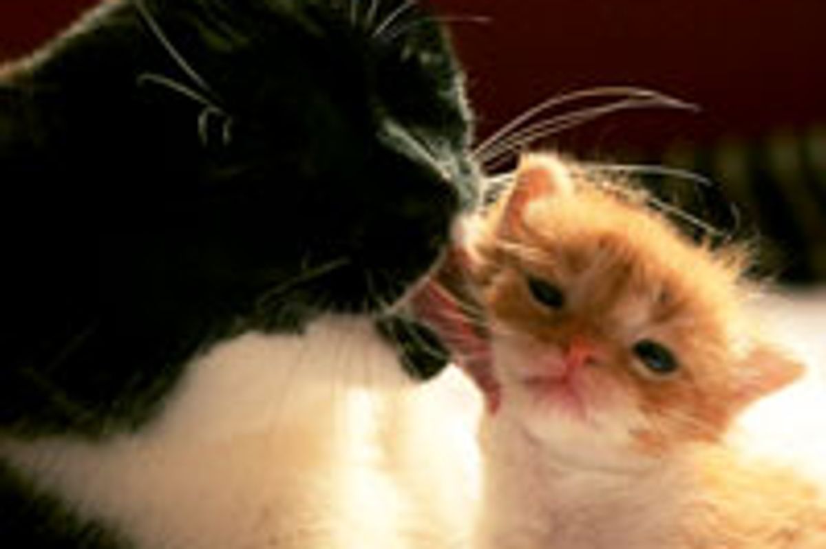 Little Orphan Kitten Finds a New Cat Mama