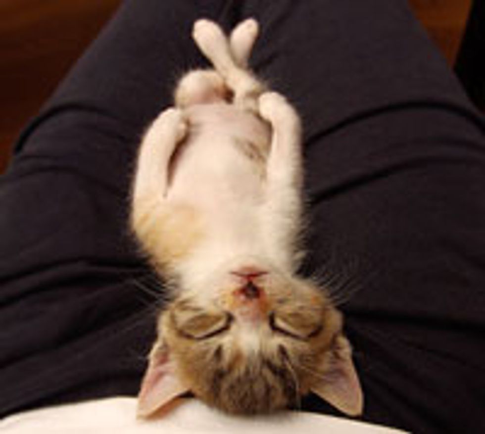 Cats Look After Kitten Found in Wall
