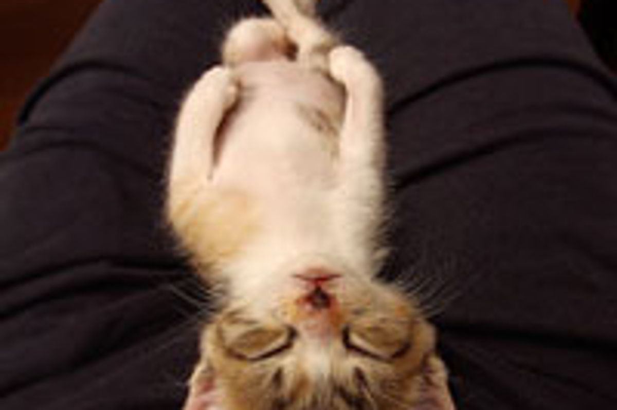 Cats Look After Kitten Found in Wall