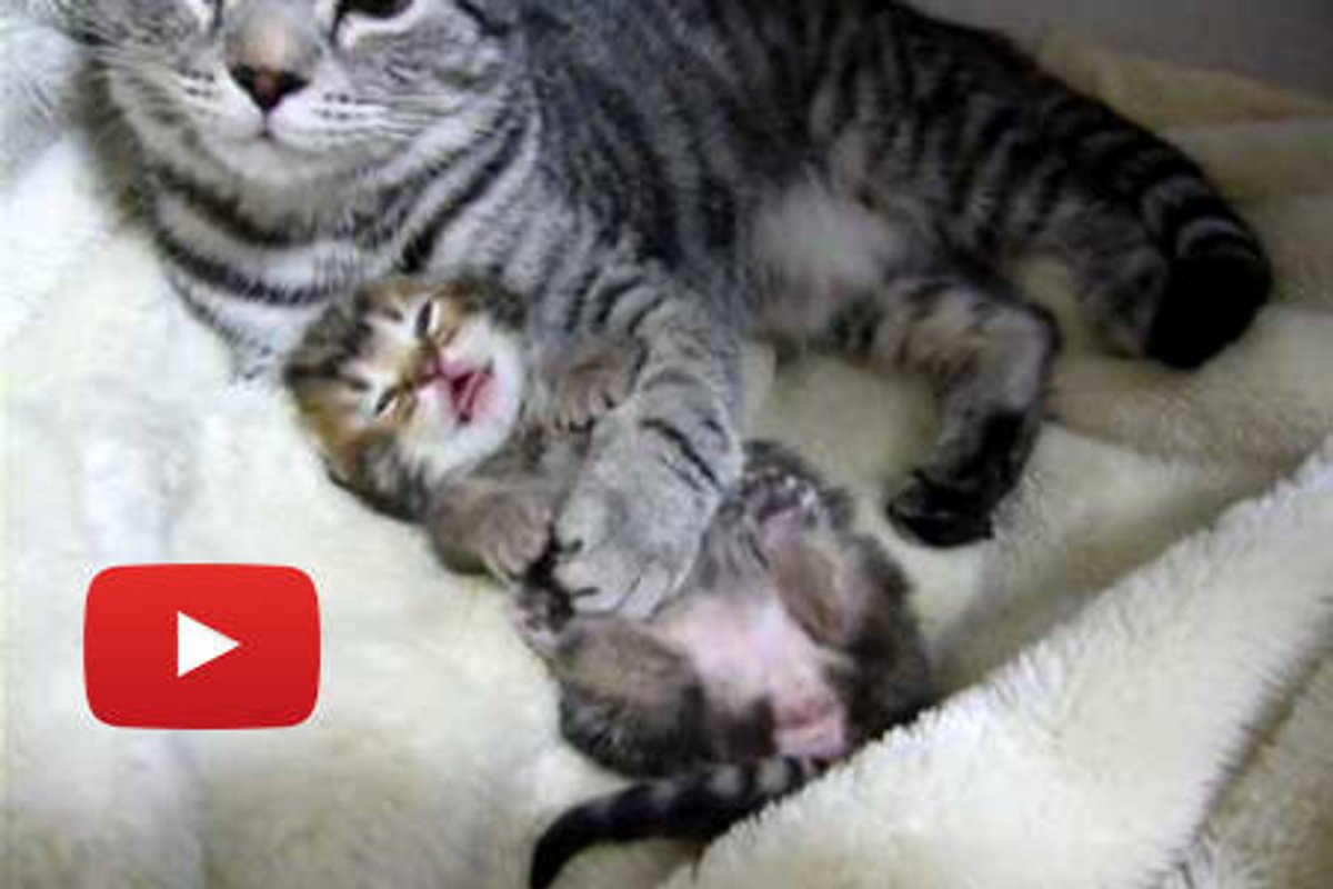 Sweet Cat Mama Cuddling Baby Kitten to Sleep