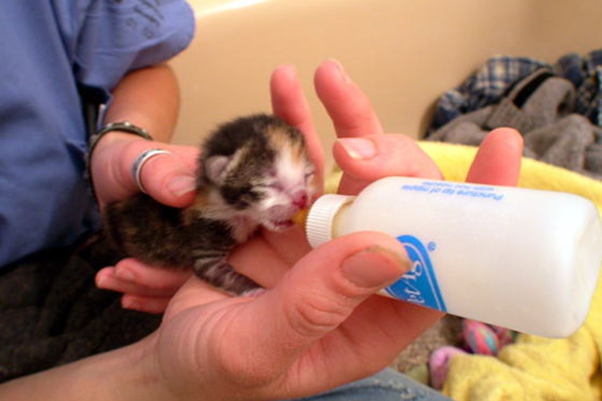 Tiny Calico with a Strong Will to Live