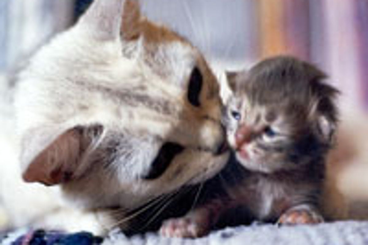 A Mother's Kiss Cures All