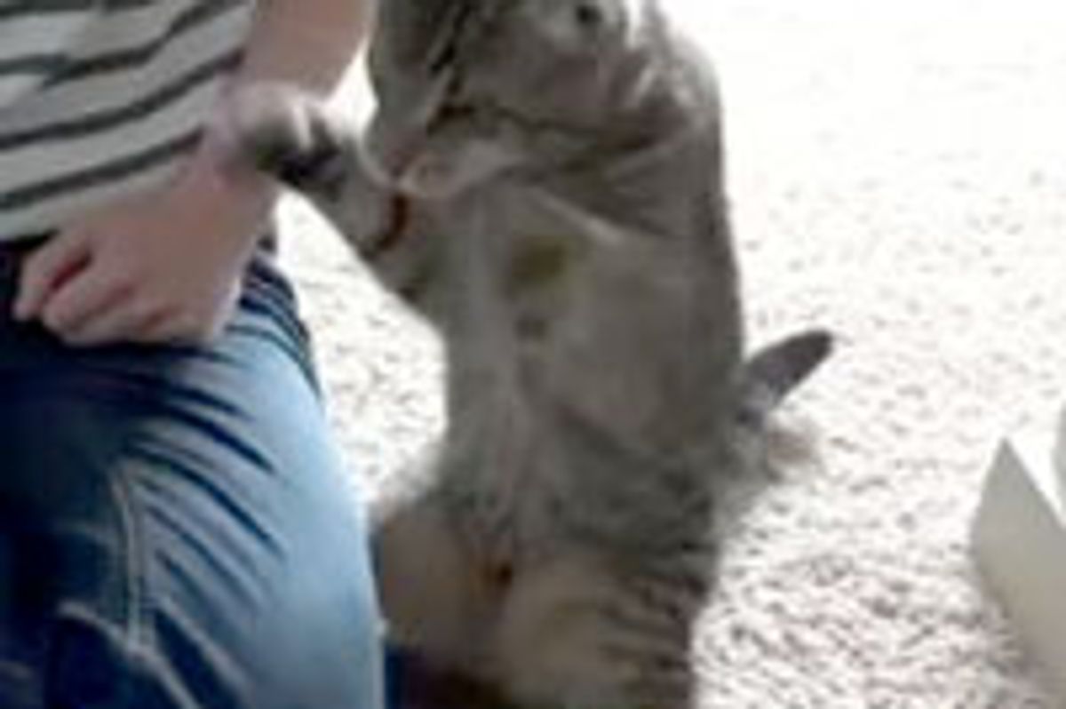 Oskar Blind Kitty Does Shadow Boxing