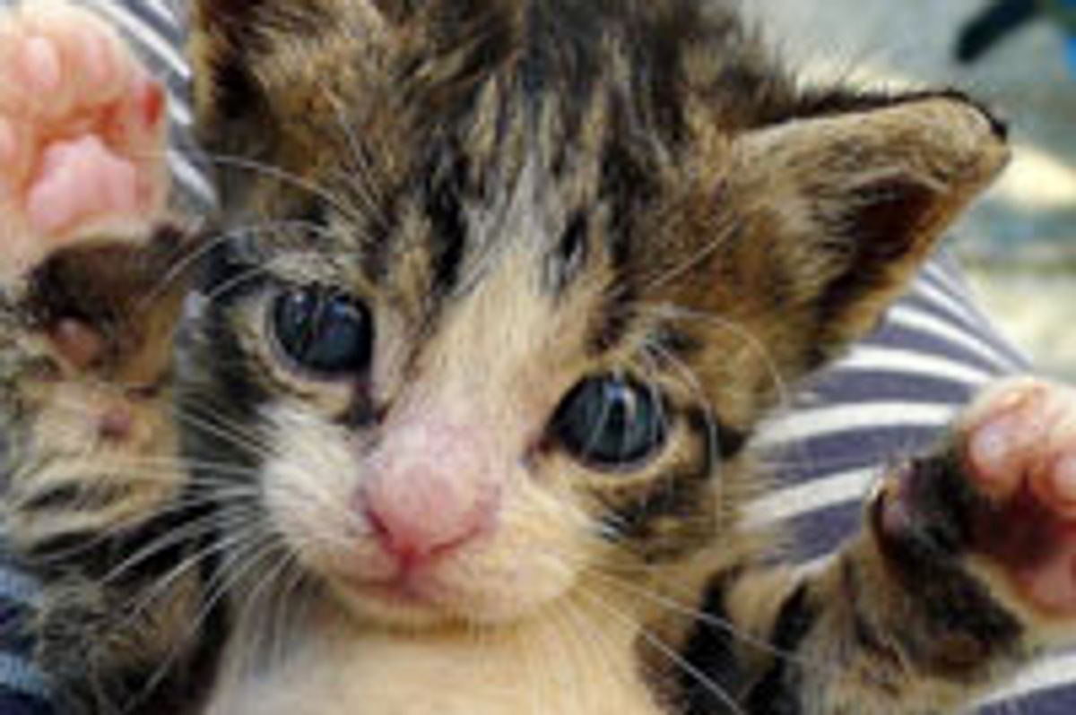 Teeny Peek-a-boo Kitty