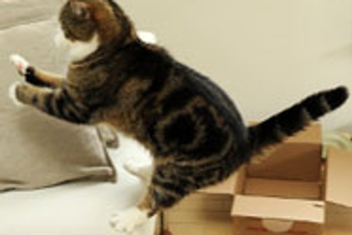 Maru Jumping in Slow Mo