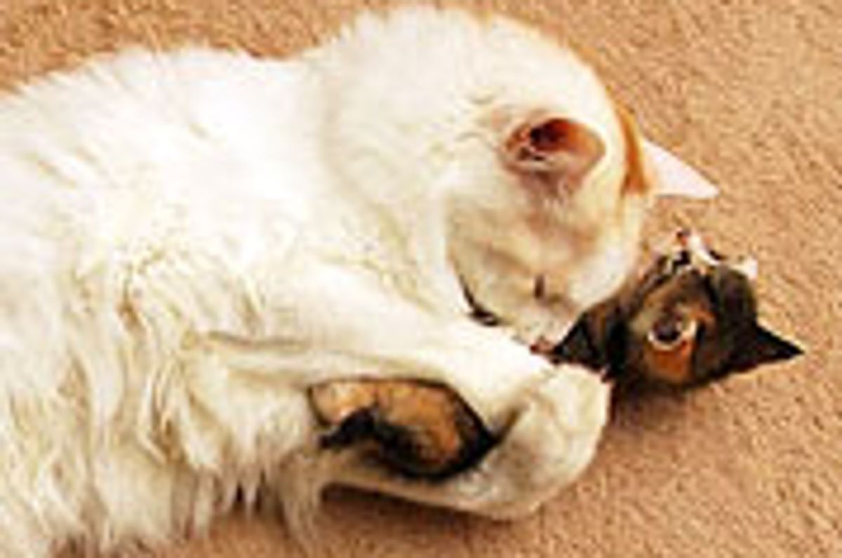 Tiny Kitten Wants Big Kitty Hugs